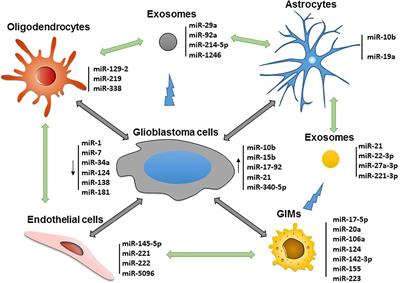 Immune Modulatory Short Noncoding RNAs Targeting the Glioblastoma Microenvironment